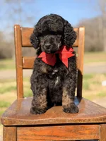 AKC Winston , a male Poodle - Multi-Colored Standard for sale in Mayfield, KY – Photo 7 of 10