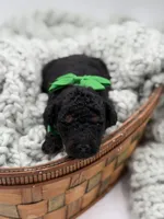 AKC Green, a male Poodle - Multi-Colored Standard for sale in Mayfield, KY – Photo 3 of 3