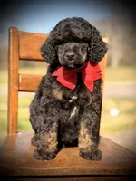 AKC Winston , a male Poodle - Multi-Colored Standard for sale in Mayfield, KY – Photo 2 of 10