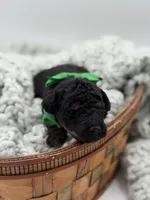 AKC Green, a male Poodle - Multi-Colored Standard for sale in Mayfield, KY – Photo 2 of 3