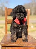AKC Winston , a male Poodle - Multi-Colored Standard for sale in Mayfield, KY – Photo 5 of 10