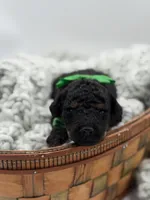 AKC Green, a male Poodle - Multi-Colored Standard for sale in Mayfield, KY – Photo 1 of 3
