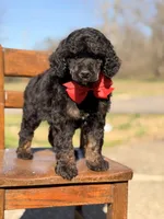 AKC Winston , a male Poodle - Multi-Colored Standard for sale in Mayfield, KY – Photo 4 of 10
