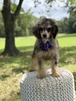 AKC Hunter, a male Poodle - Miniature  for sale in Mayfield, KY – 5 of 10