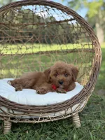 Baxter, a male Miniature Goldendoodle for sale in Mayfield, KY – 9 of 10