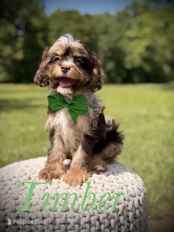 Timber – Cavapoo puppy for sale in Mayfield, KY