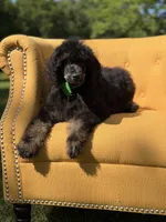 AKC Winston , a male Poodle - Multi-Colored Standard for sale in Mayfield, KY – 7 of 10