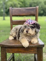 Liberty, a female Miniature Bernedoodle for sale in Mayfield, KY – 9 of 10