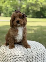 Adley, a female Miniature Goldendoodle for sale in Mayfield, KY – 8 of 10