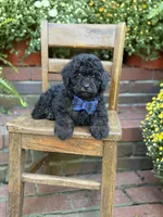 Theo, a male Shihpoo for sale in Mayfield, KY – 10 of 10