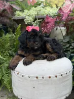 F1B Brooke, a female Bernedoodle for sale in Mayfield, KY – 4 of 10