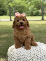 Amber , a female Miniature Goldendoodle for sale in Mayfield, KY – 8 of 10