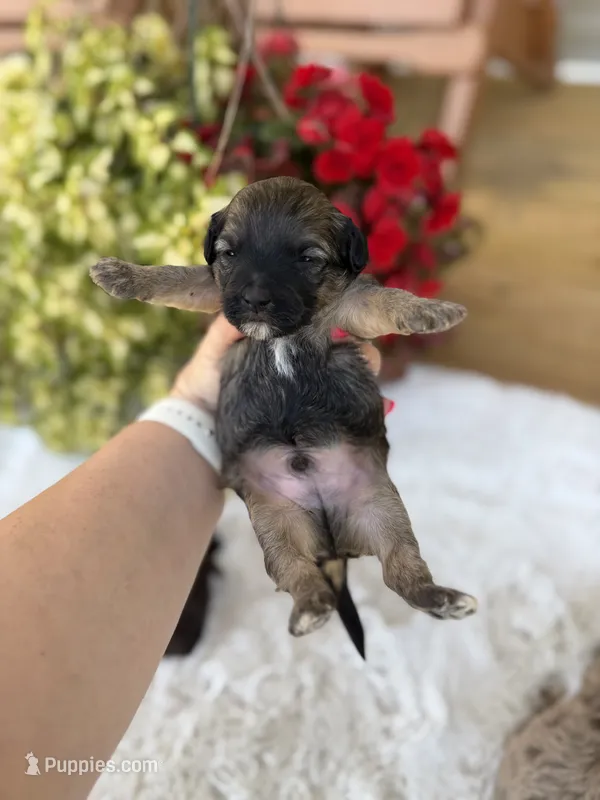 Chocolate sable M – Havapoo puppy for sale in Mayfield, KY