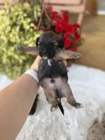 Chocolate sable M, a male Havapoo for sale in Mayfield, KY – 1 of 3
