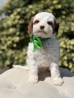 Dawson, a male Cavapoo for sale in Mayfield, KY – 7 of 10