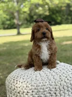 Adley, a female Miniature Goldendoodle for sale in Mayfield, KY – 9 of 10