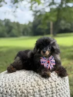 AKC DNA tested Finn, a male Poodle - Miniature  for sale in Mayfield, KY – 4 of 10