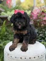 F1B Brooke, a female Bernedoodle for sale in Mayfield, KY – 7 of 10