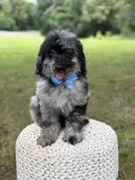 Maxwell, a male Miniature Goldendoodle for sale in Mayfield, KY – 6 of 10