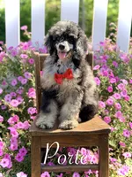 AKC Porter, a male Poodle - Toy  for sale in Mayfield, KY – 5 of 10