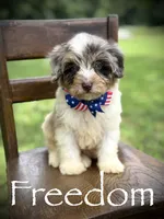 Freedom, a male Miniature Bernedoodle for sale in Mayfield, KY – 8 of 10