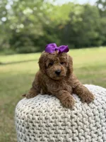 Blanche, a female Miniature Goldendoodle for sale in Mayfield, KY – 6 of 10