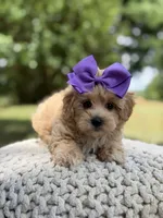 Ivy, a female Maltipoo for sale in Mayfield, KY – 2 of 8