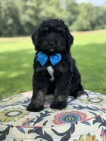 F1 Tyler, a male Bernedoodle for sale in Mayfield, KY – 7 of 9