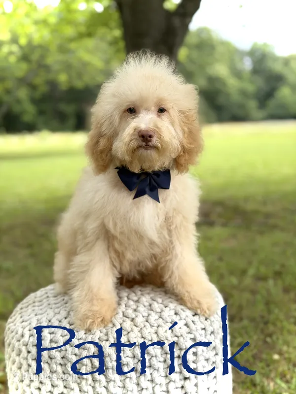 F1B Patrick – Cockapoo puppy for sale in Mayfield, KY