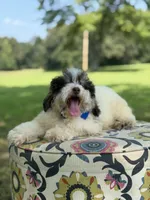 Uncle Sam , a male Miniature Bernedoodle for sale in Mayfield, KY – 7 of 10