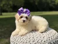 Lori, a female Maltipoo for sale in Mayfield, KY – 5 of 9