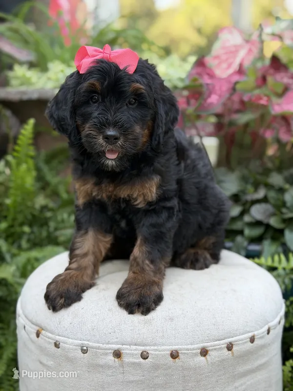 F1B Brooke – Bernedoodle puppy for sale in Mayfield, KY