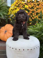 F1 Camden, a male Cockapoo for sale in Mayfield, KY – 4 of 10