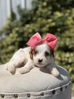 Dolly, a female Cavapoo for sale in Mayfield, KY – 8 of 10