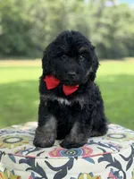 F1Tucker, a male Bernedoodle for sale in Mayfield, KY – 8 of 10