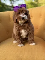 Macy, a female Miniature Goldendoodle for sale in Mayfield, KY – Photo 6 of 10