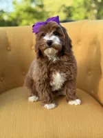 Macy, a female Miniature Goldendoodle for sale in Mayfield, KY – Photo 5 of 10