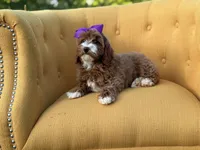Macy, a female Miniature Goldendoodle for sale in Mayfield, KY – Photo 10 of 10