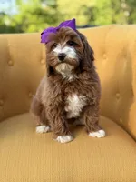 Macy, a female Miniature Goldendoodle for sale in Mayfield, KY – Photo 2 of 10