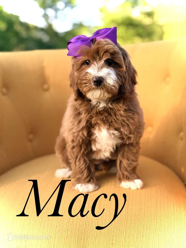 Macy, a female Miniature Goldendoodle for sale in Mayfield, KY – Photo 1 of 10