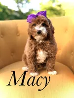 Macy, a female Miniature Goldendoodle for sale in Mayfield, KY – Photo 1 of 10