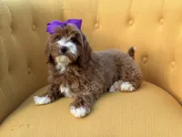Macy, a female Miniature Goldendoodle for sale in Mayfield, KY – Photo 8 of 10