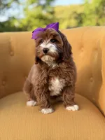 Macy, a female Miniature Goldendoodle for sale in Mayfield, KY – Photo 3 of 10