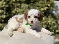 Dawson, a male Cavapoo for sale in Mayfield, KY – 3 of 10
