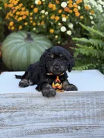 F1 Scooter, a male Cavapoo for sale in Mayfield, KY – 10 of 10