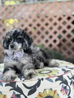 AKC Portet, a male Poodle - Toy  for sale in Mayfield, KY – 3 of 10