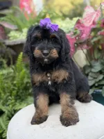F1B Bernice , a female Bernedoodle for sale in Mayfield, KY – 8 of 10