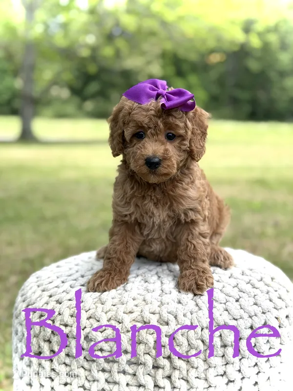 Blanche – Miniature Goldendoodle puppy for sale in Mayfield, KY