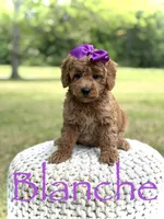 Blanche, a female Miniature Goldendoodle for sale in Mayfield, KY – 1 of 10
