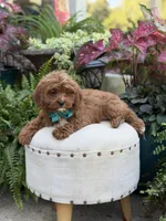 Rhett , a male Cavapoo for sale in Mayfield, KY – 7 of 10
